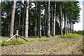 Pine tree plantation, near Thetford