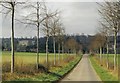 Moor Crichel: avenue of spindly trees