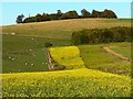 SU2059 : Late-flowering oilseed rape and a few sheep, south of Easton Royal by Brian Robert Marshall