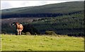 Longhorn Cow