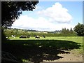 Cattle in Llanfechain