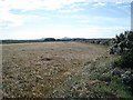 Field of barley near Bryn-Hyfryd