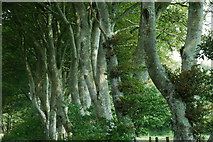 SH4543 : Coed Y Lôn Goed - Lôn Goed's trees by Alan Fryer