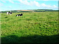 Trevisquite manor farmland