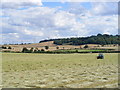 Harvesting at Temple End