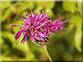 Common Knapweed (Centaurea nigra)