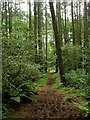 Muddy path, Eskrigg nature reserve