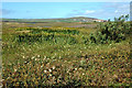 Loch of Banks, Birsay