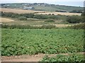 SM8930 : Field of potatoes near Penfeidir by Simon Mortimer