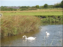 SH4465 : Swans at a sharp bend in Afon Braint by Eric Jones