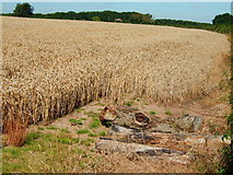 SK7376 : Field of wheat by John Poyser