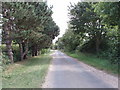 Road near Daffy Green lined with conifers