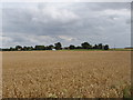 Wheat field by A1075 Dereham Road