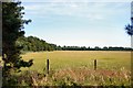 Weeting Heath National Nature Reserve