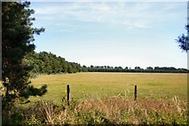 TL7587 : Weeting Heath National Nature Reserve by Bob Jones