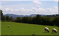 Sheep Pasture, Church Farm, Hanley William