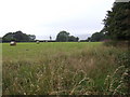 Hay field near Pen-lan