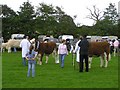 Enniskillen Agricultural Show