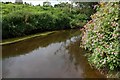 The River Cusher near Portadown (1)