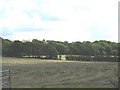 Hay meadow opposite Dyffryn