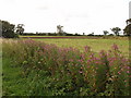 Rose bay willow herb by the roadside in Norfolk