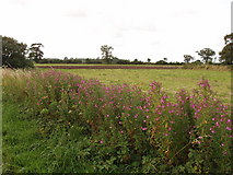 TF9409 : Rose bay willow herb by the roadside in Norfolk by David Hawgood