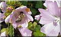 Pollen covered honey bee
