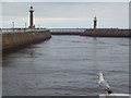 NZ8911 : Seagull's eye view of the channel at Whitby by Maigheach-gheal