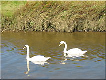 SH4464 : Elyrch dof ar Afon Braint.  Mute swans on Afon Braint by Eric Jones