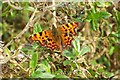 SU0625 : Comma Butterfly by Maigheach-gheal
