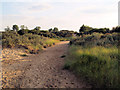 Path onto the beach and mud flats.