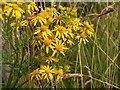 Ragwort, Omagh