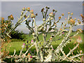 Spectacular thistles in the hedgerow.