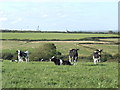 Dairy land at Corston Lodge