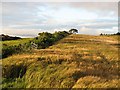 Barley, Wellbog