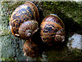 Snails on gravestone