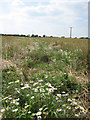 Cross-field path to Godwick