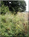 Overgrown footpath