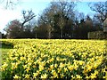 Spring daffs