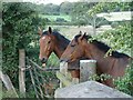 Horses on Bushelhead Road