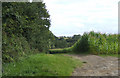 Maize crop near Weston Farm