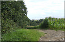ST5510 : Maize crop near Weston Farm by Jonathan Billinger