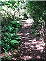 Shady path in Crostwight Heath