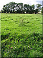 Pasture field at Upper Blainslie