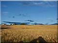 A field of barley at Cartland Village