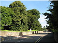 Chepstow - mature trees on The Mount