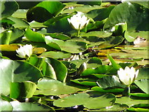 NY8063 : Water lilies on Morralee Tarn by Mike Quinn