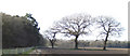 Oaks on the northern edge of the forest