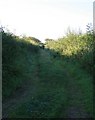 Bridleway north of Shipton Gorge