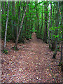 Footpath, Fittleworth Common